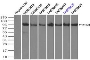 Image no. 2 for anti-TYRO3 Protein Tyrosine Kinase (TYRO3) antibody (ABIN1501606) (TYRO3 antibody)