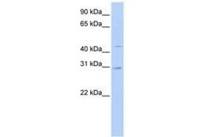 SLC10A4 antibody  (N-Term)