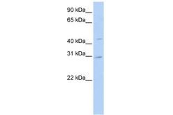 SLC10A4 antibody  (N-Term)