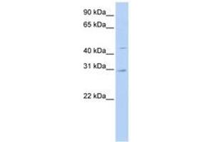 Image no. 1 for anti-Solute Carrier Family 10 (Sodium/bile Acid Cotransporter Family), Member 4 (SLC10A4) (N-Term) antibody (ABIN6740858) (SLC10A4 antibody  (N-Term))