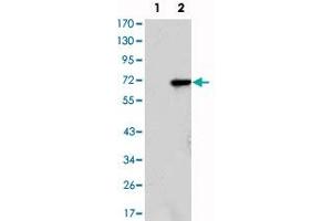 Western blot analysis using JMJD2A monoclonal antibody, clone 5H1  against HEK293 (1) and JMJD2A-hIgGFc transfected HEK293 (2) cell lysate.
