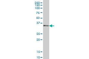 UBE2Q2 antibody  (AA 1-110)