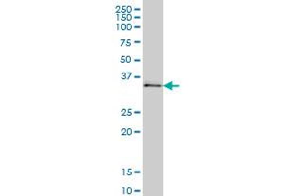 UBE2Q2 antibody  (AA 1-110)