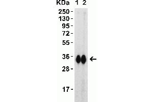 Western Blot Validation with SARS-CoV-2 (COVID-19) Spike RBD Recombinant Protein Loading: 30 ng per lane of SARS-CoV-2 (COVID-19) Spike RBD recombinant protein, 10-303. (SARS-CoV-2 Spike antibody  (RBD))