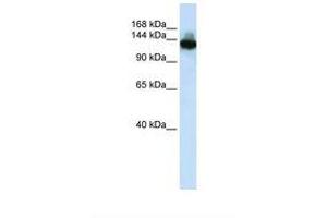 Image no. 1 for anti-SCAN Domain Containing 3 (SCAND3) (C-Term) antibody (ABIN6739210) (SCAND3 antibody  (C-Term))