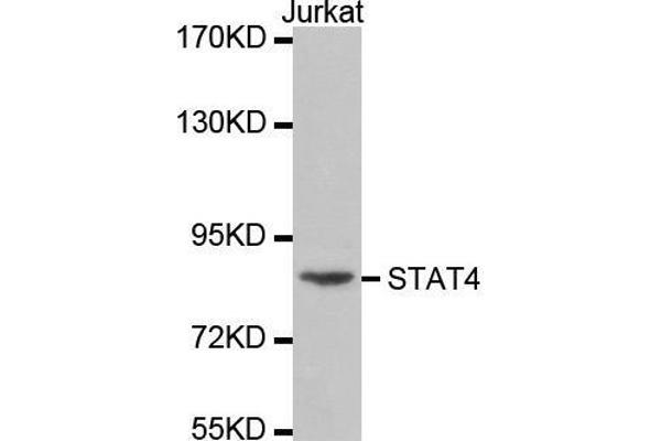 STAT4 antibody  (AA 600-700)