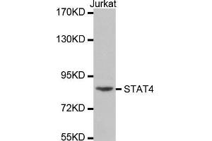 Western blot analysis of extracts of Jurkat cell line, using STAT4 antibody at dilution of 1:300. (STAT4 antibody  (AA 600-700))