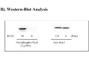 Image no. 7 for Signal Transducer and Activator of Transcription 1, 91kDa (STAT1) ELISA Kit (ABIN625244) (STAT1 ELISA Kit)