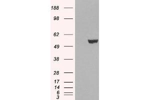 HEK293 overexpressing IRF6 (ABIN5352639) and probed with ABIN184730 (mock transfection in first lane). (IRF6 antibody  (C-Term))