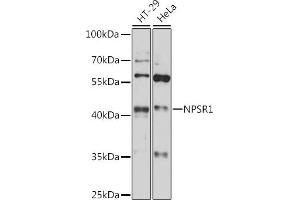 Western blot analysis of extracts of various cell lines, using NPSR1 antibody (ABIN7268886) at 1:1000 dilution. (NPSR1 antibody  (C-Term))