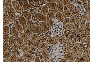 ABIN6277109 at 1/100 staining Rat kidney tissue by IHC-P. (TNFAIP3 antibody  (Internal Region))