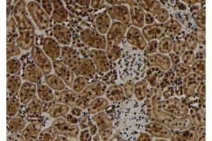ABIN6277109 at 1/100 staining Rat kidney tissue by IHC-P. (TNFAIP3 antibody  (Internal Region))