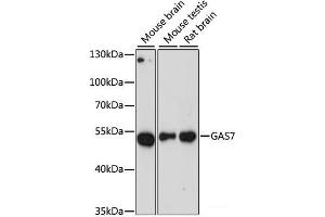 Western blot analysis of extracts of various cell lines using GAS7 Polyclonal Antibody at dilution of 1:3000. (GAS7 antibody)