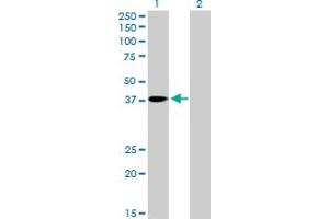 Western Blot analysis of PNMA1 expression in transfected 293T cell line by PNMA1 MaxPab polyclonal antibody. (PNMA1 antibody  (AA 1-353))