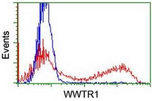 HEK293T cells transfected with either RC204082 overexpress plasmid (Red) or empty vector control plasmid (Blue) were immunostained by anti-WWTR1 antibody (ABIN2454926), and then analyzed by flow cytometry. (WWTR1 antibody)