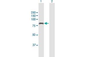 Western Blot analysis of AHI1 expression in transfected 293T cell line by AHI1 MaxPab polyclonal antibody. (AHI1 antibody  (AA 1-609))