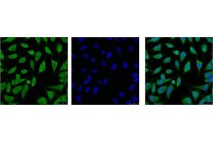 IF analysis of Hela with antibody (Left) and DAPI (Right) diluted at 1:100. (HSPA1L antibody)