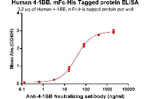 ELISA plate pre-coated by 2 μg/mL (100 μL/well) Human 4-1BB, mFc-His tagged protein (ABIN6961084) can bind Anti-4-1BB Neutralizing antibody in a linear range of 3. (CD137 Protein (mFc-His Tag))