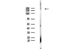 Western blot analysis of lysates from Mouse lung, using Phospho-MDC1 (Thr4) Antibody at 1/1000 dilution.