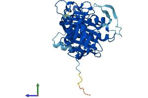 AlphaFold protein structure predicition of Human Recombinant FBP2 Protein, UniprotID O00757