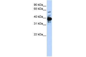 WB Suggested Anti-NFE2 Antibody Titration: 0. (NFE2 antibody  (Middle Region))