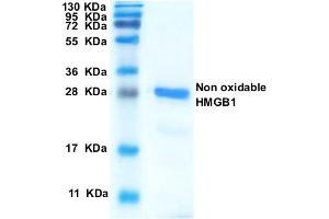 SDS-PAGE with Coomassie Blue staining (HMGB1 Protein (Non-oxidizable))