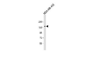Anti-GRIN2A Antibody (C-term) at 1:1000 dilution + MDA-MB-453 whole cell lysate Lysates/proteins at 20 μg per lane. (NMDAR2A antibody  (C-Term))