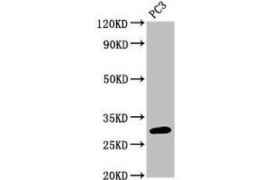 Western Blot Positive WB detected in: PC-3 whole cell lysate All lanes: MRO antibody at 3 μg/mL Secondary Goat polyclonal to rabbit IgG at 1/50000 dilution Predicted band size: 30, 25, 31, 24 kDa Observed band size: 30 kDa (MRO antibody  (AA 12-85))