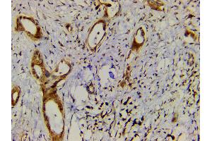 Immunohistochemistry (IHC) image for anti-Ephrin B2 (EFNB2) (C-Term) antibody (ABIN6261455)