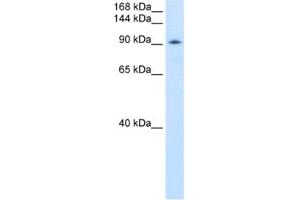 Western Blotting (WB) image for anti-DEAD (Asp-Glu-Ala-Asp) Box Polypeptide 54 (DDX54) antibody (ABIN2461362)
