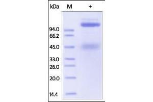 Human HGF R, Fc Tag on SDS-PAGE under reducing (R) condition. (c-MET Protein (AA 25-932) (Fc Tag))