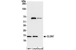 Western Blotting (WB) image for anti-Claudin 7 (CLDN7) (AA 161-211) antibody (ABIN7452657)