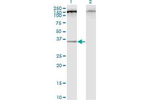Western Blot analysis of C12orf24 expression in transfected 293T cell line by C12orf24 monoclonal antibody (M01), clone 2G4-1A1. (C12ORF24 antibody  (AA 1-273))