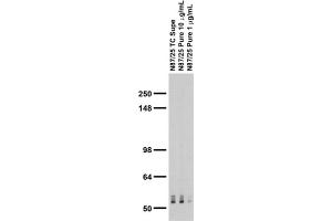 Adult rat brain membrane immunoblot.