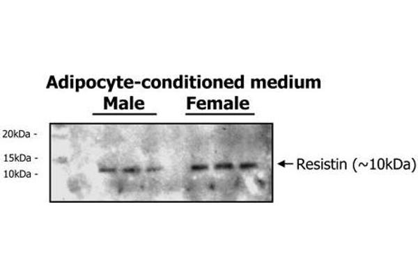 Resistin antibody