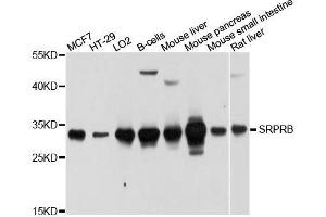Western blot analysis of extracts of various cell lines, using SRPRB antibody. (SRPRB antibody  (AA 57-271))