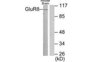 Western blot analysis of extracts from mouse brain, using GluR8 antibody. (GRM8 antibody)