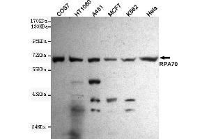 Western blot detection of R in Hela,A431,MCF7,COS7,H and K562 cell lysates using R mouse mAb (1:1000 diluted). (RPA1 antibody)