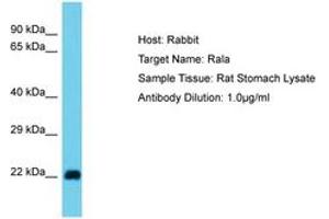 Image no. 1 for anti-Ras-related Protein Ral-A (rala) (N-Term) antibody (ABIN6750364) (rala antibody  (N-Term))