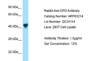 Western Blotting (WB) image for anti-Carboxypeptidase O (CPO) (N-Term) antibody (ABIN2789415) (CPO antibody  (N-Term))