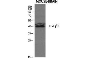Western Blot (WB) analysis of Mouse Brain cells using TGFbeta1 Polyclonal Antibody. (TGFB1 antibody  (C-Term))