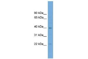 WB Suggested Anti-Dmrtb1 Antibody Titration: 0. (DMRTB1 antibody  (C-Term))