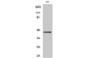 Western Blotting (WB) image for anti-Pentraxin 3 (PTX3) (N-Term) antibody (ABIN3186600)