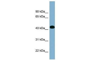 ITPK1 antibody used at 1 ug/ml to detect target protein.