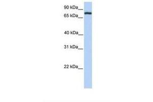 Image no. 1 for anti-Collectin Sub-Family Member 12 (COLEC12) (AA 481-530) antibody (ABIN6738697) (COLEC12 antibody  (AA 481-530))