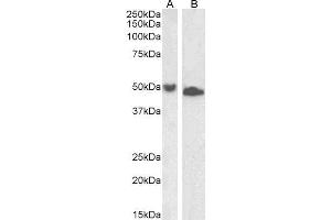ABIN5539627 (1µg/ml) staining of Jurkat (A) and K562 (B) lysate (35µg protein in RIPA buffer). (DPF2 antibody  (AA 89-103))