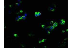 Immunofluorescence (IF) image for anti-Tumor Necrosis Factor Receptor Superfamily, Member 11a, NFKB Activator (TNFRSF11A) (AA 28-202) antibody (ABIN7173843)