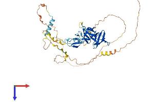 AlphaFold protein structure predicition of Human Recombinant STAC2 Protein, UniprotID Q6ZMT1 (STAC2 Protein (AA 1-411) (His tag))
