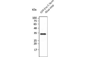 Western Blotting (WB) image for anti-SARS-CoV-2 Envelope (SARS-CoV-2 E) (C-Term) antibody (ABIN7273009) (SARS-CoV-2 Envelope antibody  (C-Term))