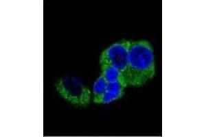 Confocal immunofluorescent analysis of DBH Antibody (N-term) Cat. (DBH antibody  (N-Term))